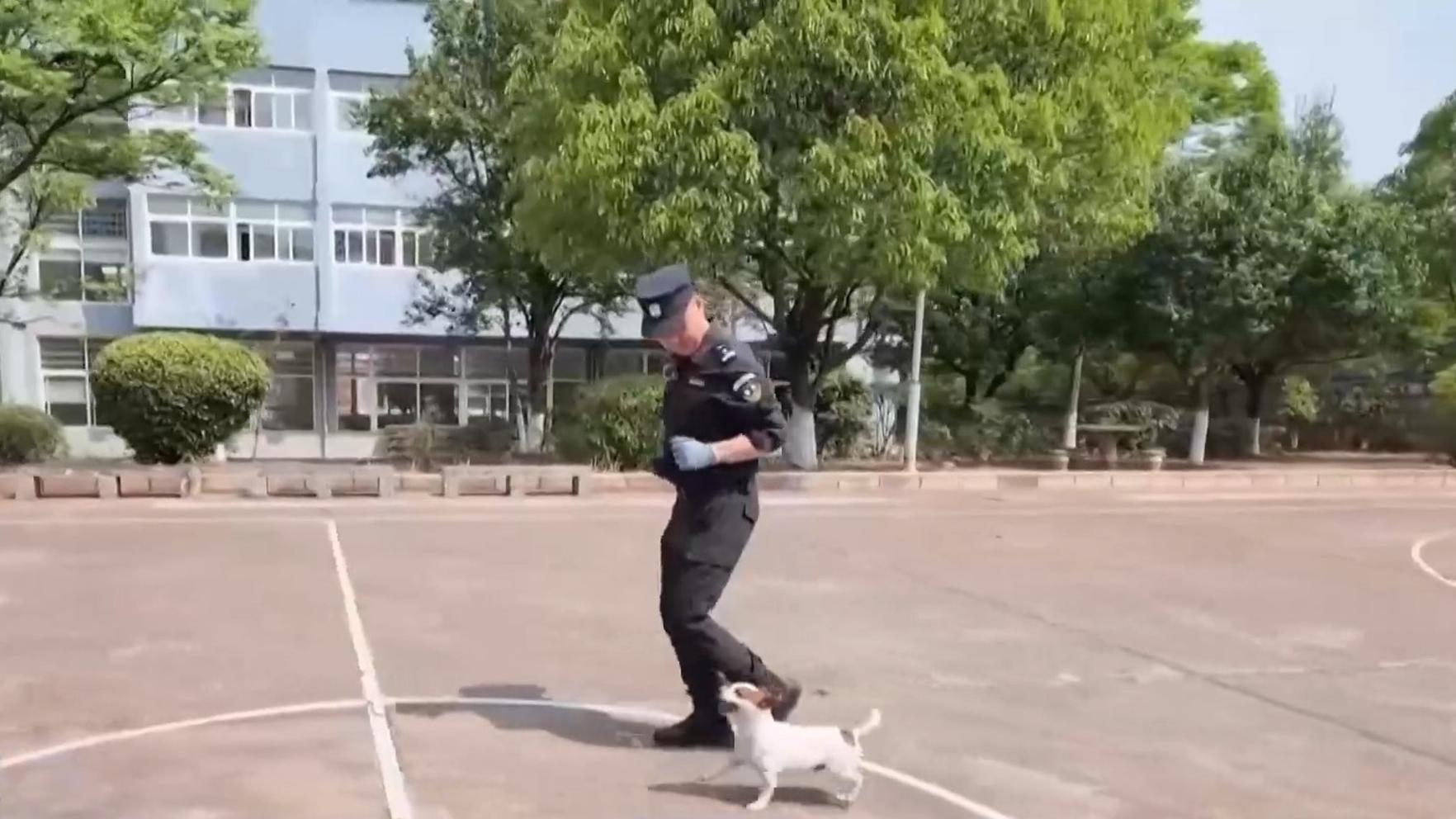 小直屏颜值党天菜