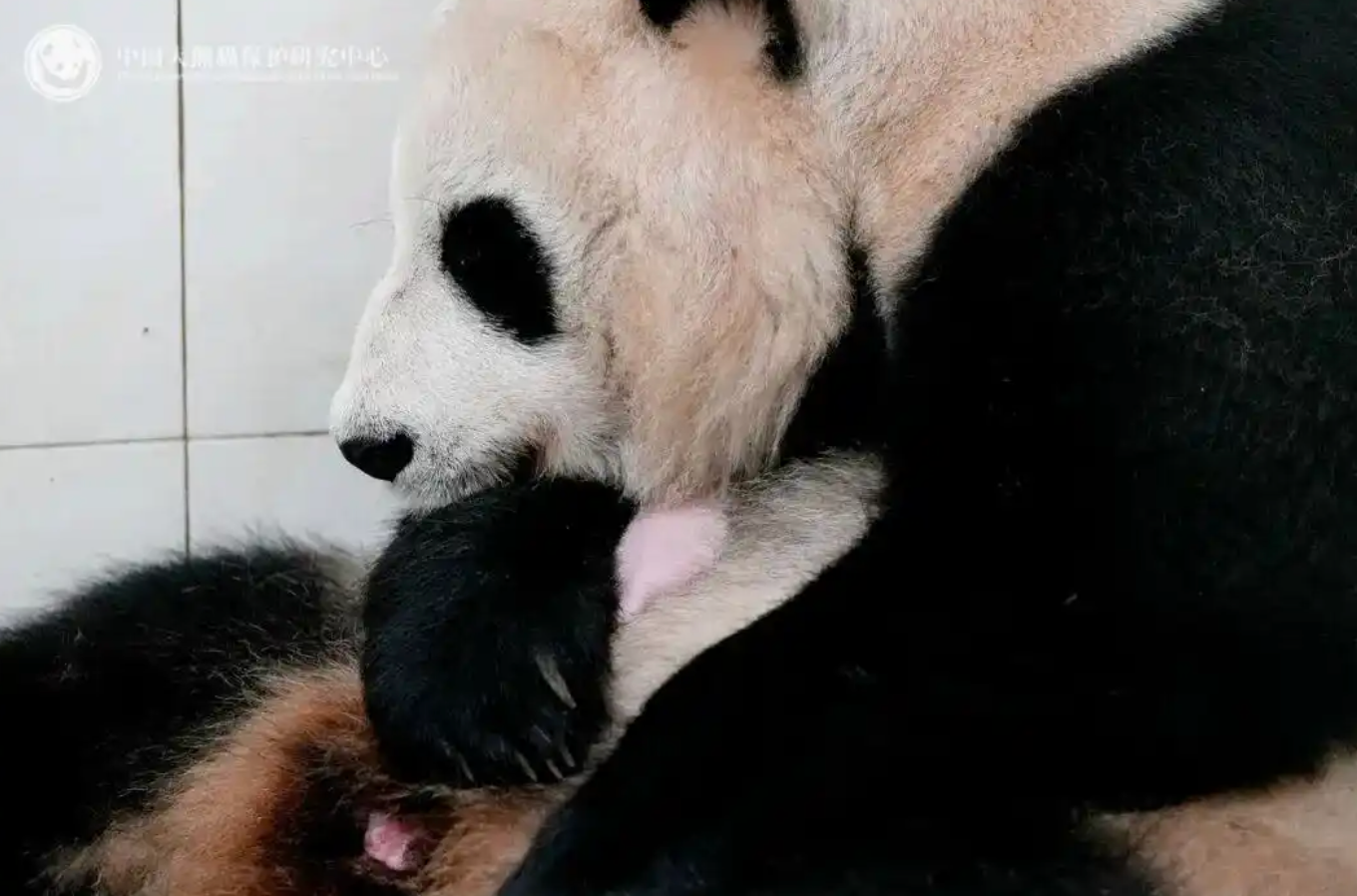 晋级八强